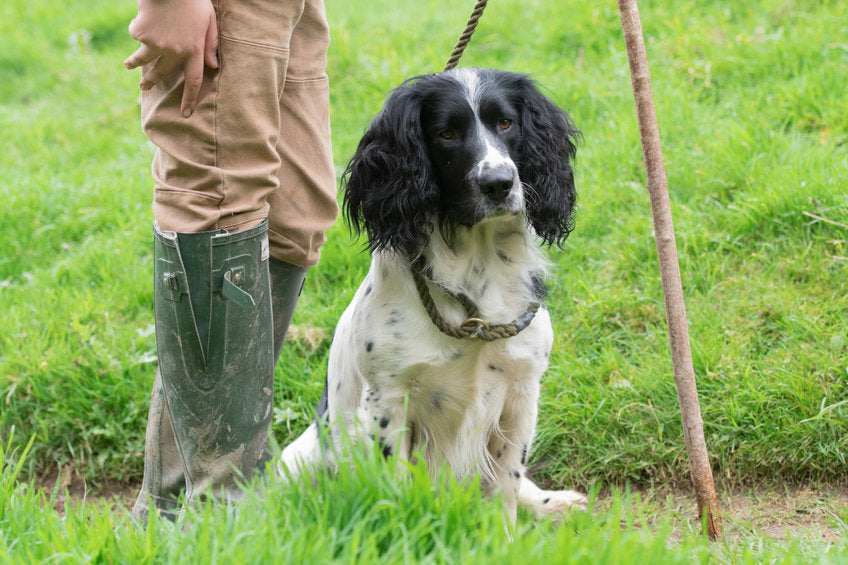 Cold Pressed Dog Food for Working Dogs