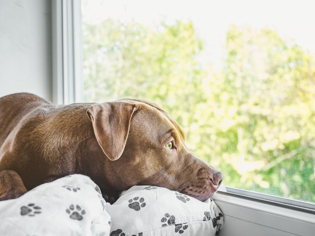 Training Question: How do I stop my dog barking at everything?