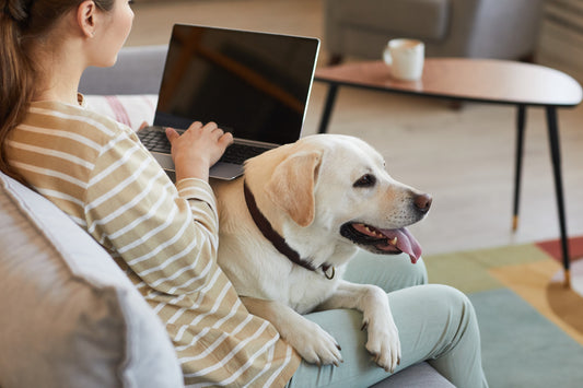 Preventing Separation Anxiety in Dogs When You Return to the Office