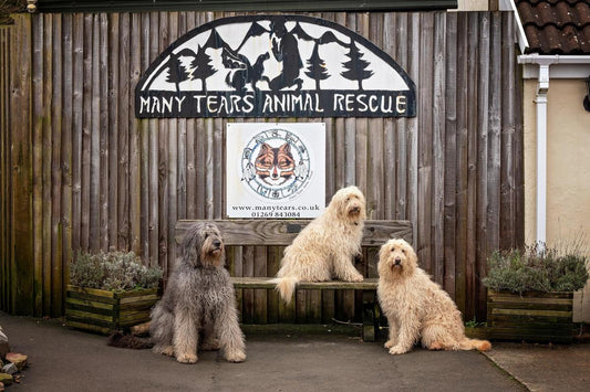 Many Tears Animal Rescue voted for as Wilsons to the Rescues Charity