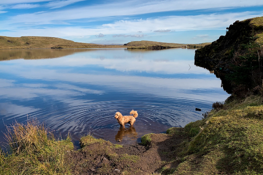 Hot weather tips: keeping your dog cool in Summer