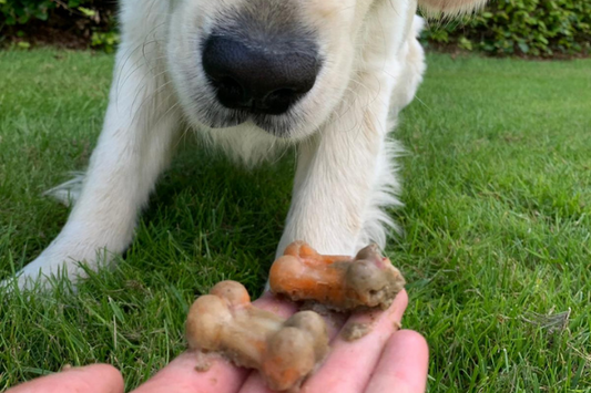 Homemade Summer dog treats! Crunchy dog ice-lollies