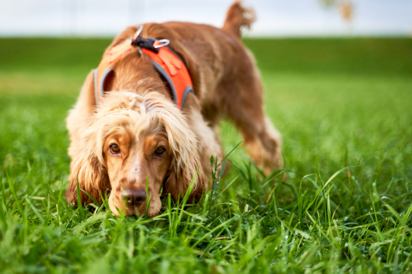 Training a Rescue Dog