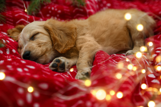 How to decorate your dog’s area this Christmas