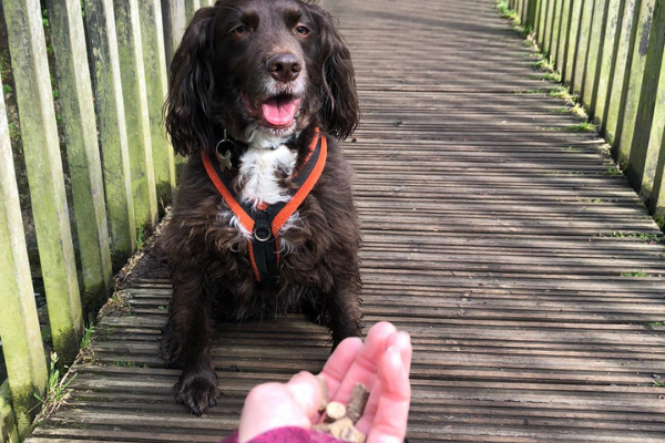 Feeding cold pressed dog food as training treats