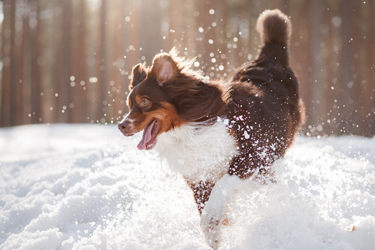 How To Keep Your Dog Safe And Warm On Icy Winter Walks