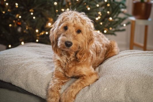 Make a difference to your local dog shelter this Christmas