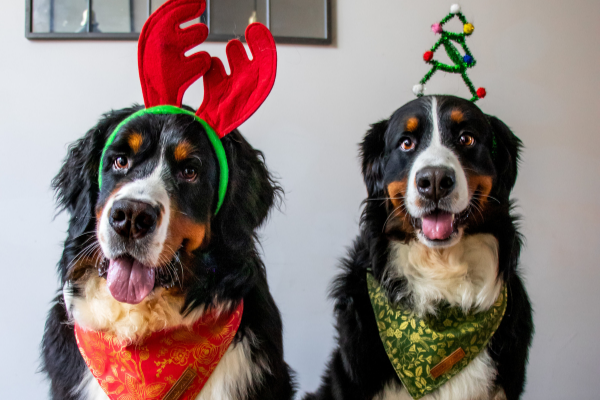 Your Dog's Christmas Dinner – What They Can & Can’t Eat