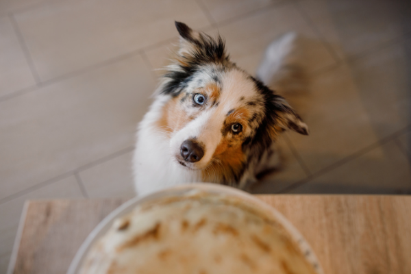 Dog Friendly Pancakes for Pancake Day