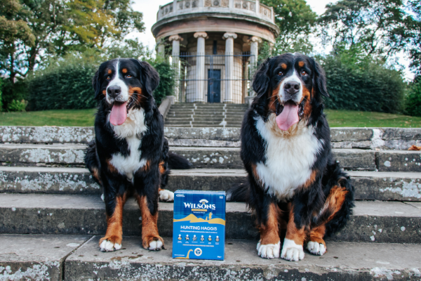 Celebrating Burns Night with Haggis Dog Food