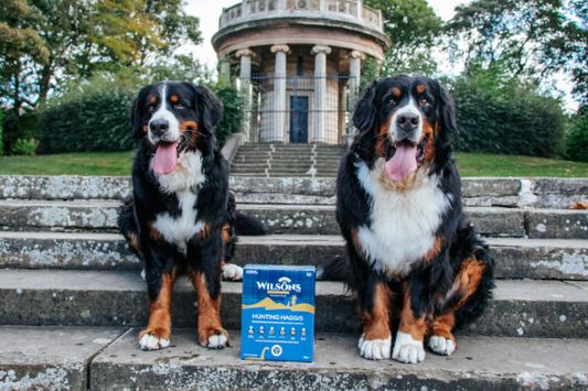 Celebrating Burns Night with Haggis Dog Food