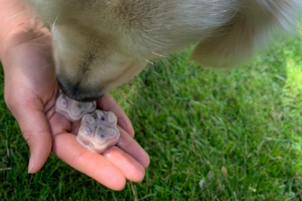 Homemade Summer dog ice lollies! Fruity smoothie recipe