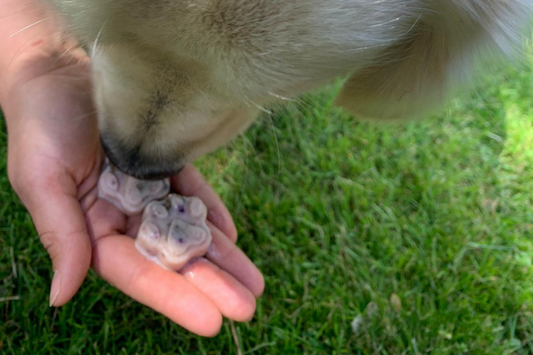 Homemade Summer dog ice lollies! Fruity smoothie recipe