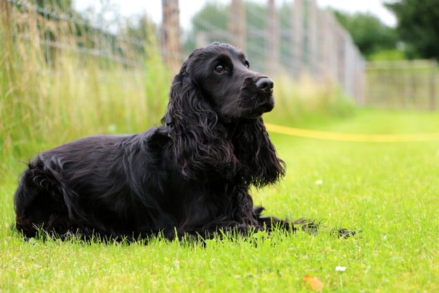 How Much Exercise Does Your Dog Need Every Day?