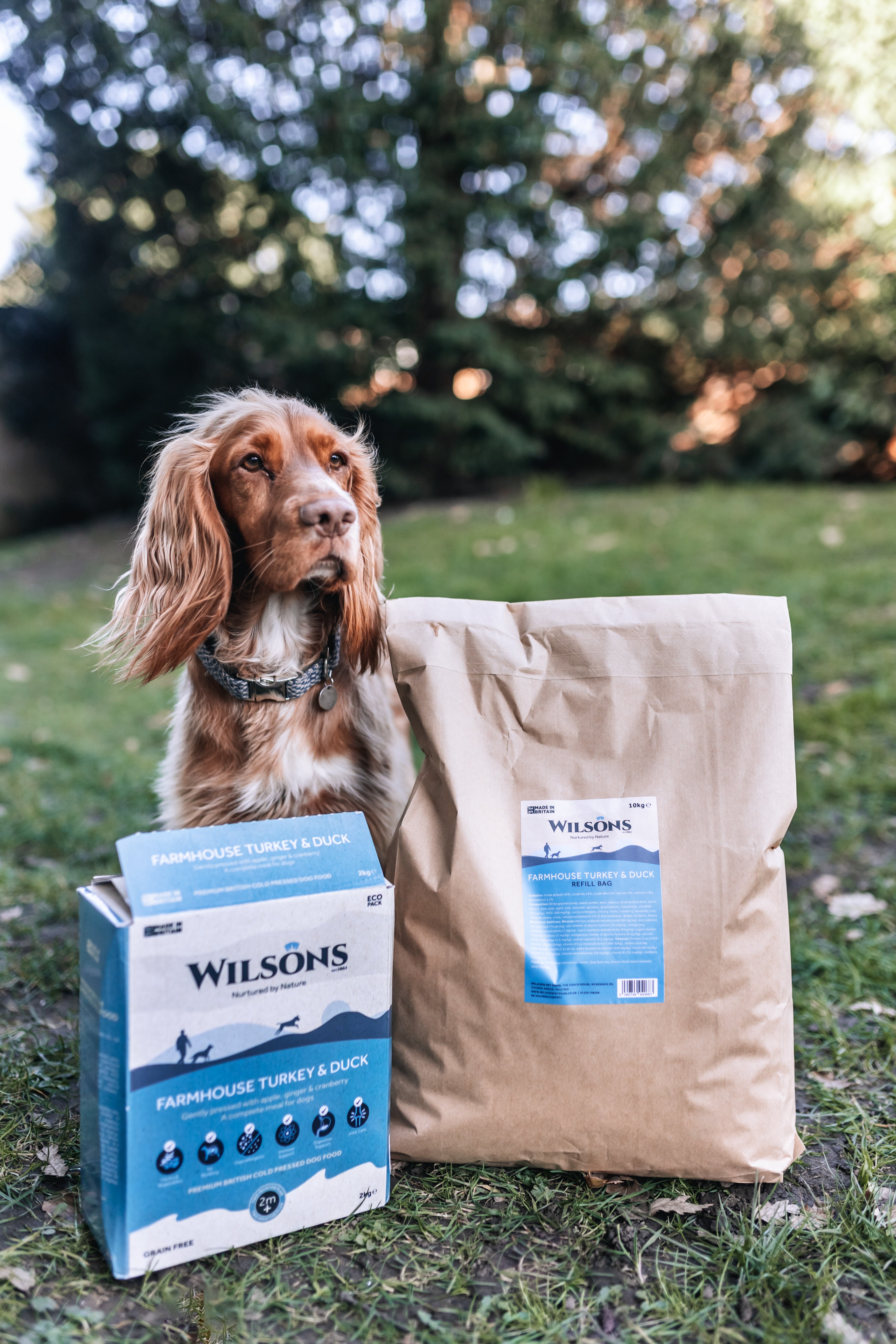 Benefits of Grain Free Dog Food Wilsons Pet Food