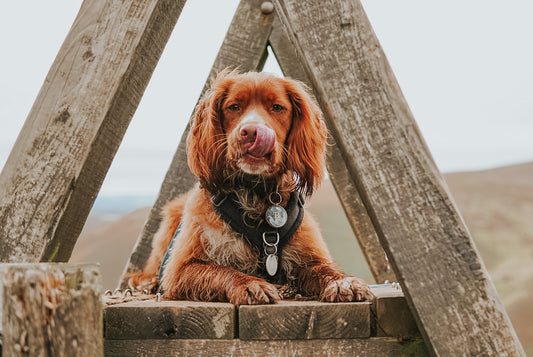 Dog-friendly walks to enjoy: Bailey visits Harlaw Reservoir, the Pentlands