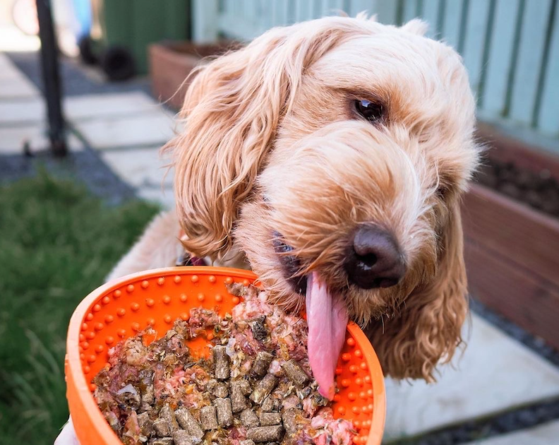 Dougal eating raw and cold pressed dog food