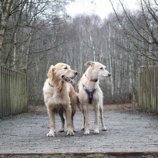 Izzy & Freddie explore Marbury Park and Anderton boat lift in Cheshire