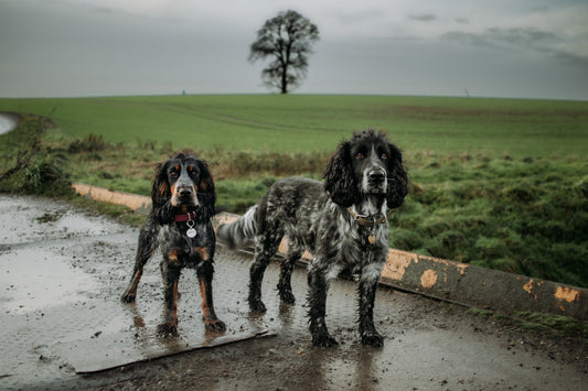 Dog-friendly walks to enjoy: Ralph & Lyra at Freshney Valley