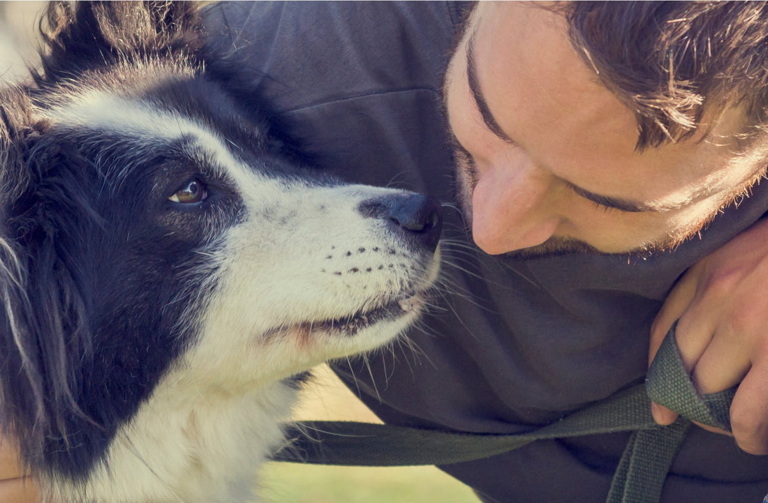 Keeping dogs safe at New Year