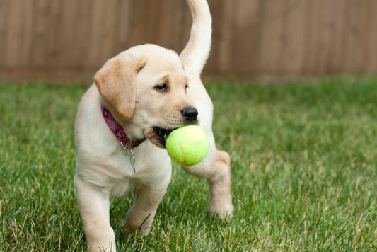 Your first month with your new puppy - Bonding