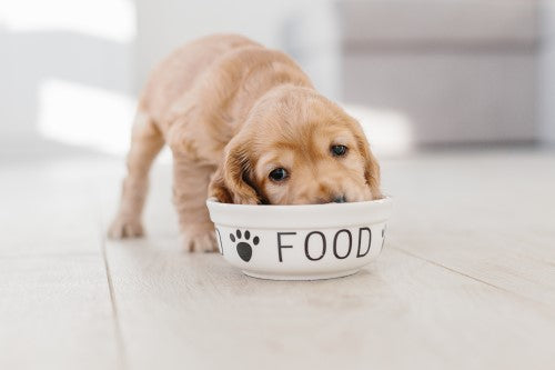 Feeding Puppies