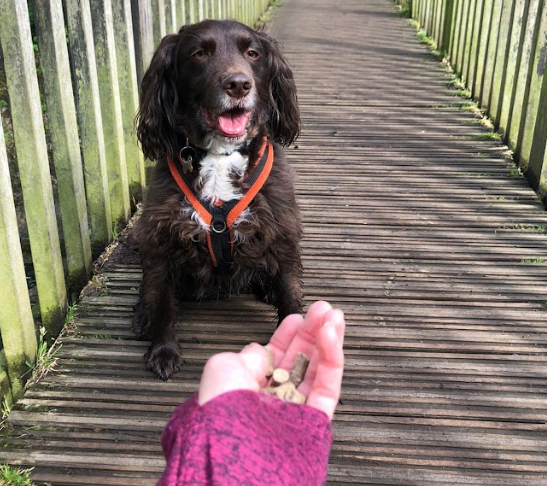 Best Dog Treats for Walks