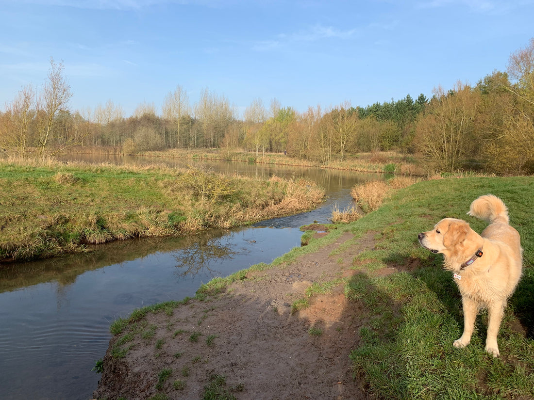 Top UK Dog Walks