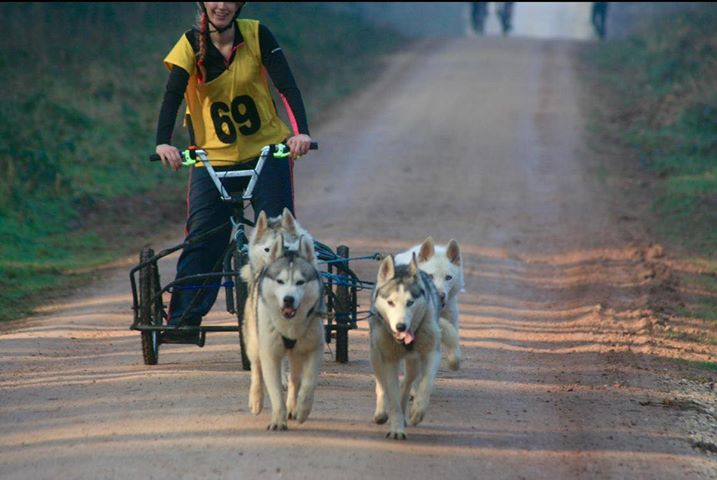 Introducing Stacey from Kinguyakkii Siberian Huskies