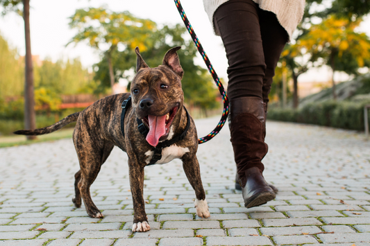 Keeping your dog safe on walks