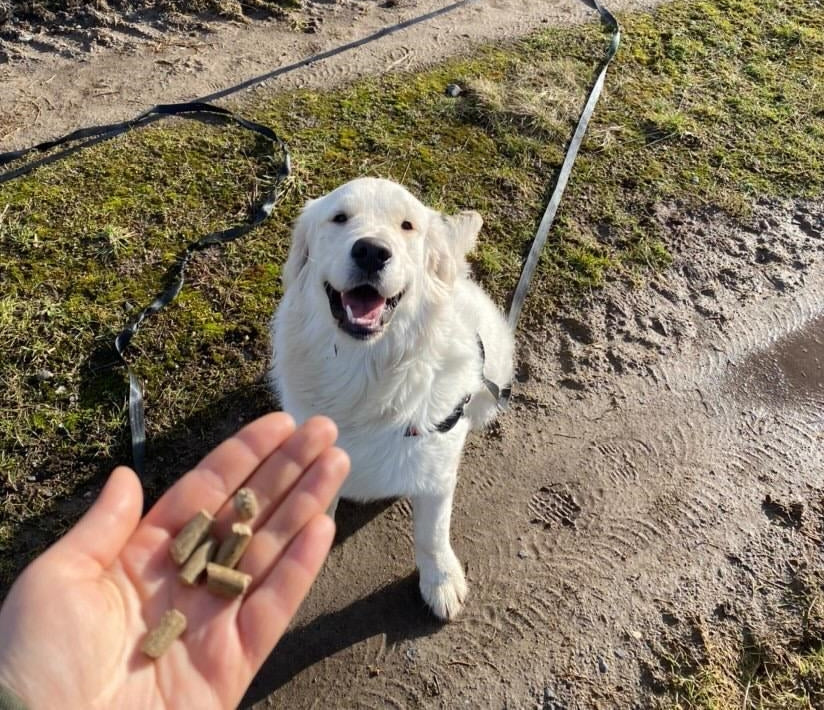 Make your walks more interesting with cold pressed dog food