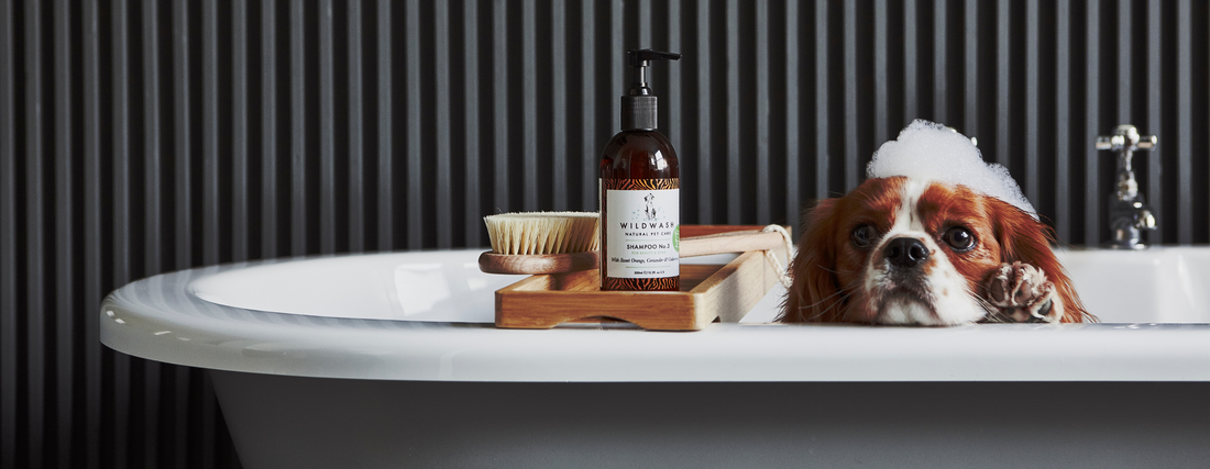 The Ultimate At-Home Grooming Guide; Winter Walkies Washdown