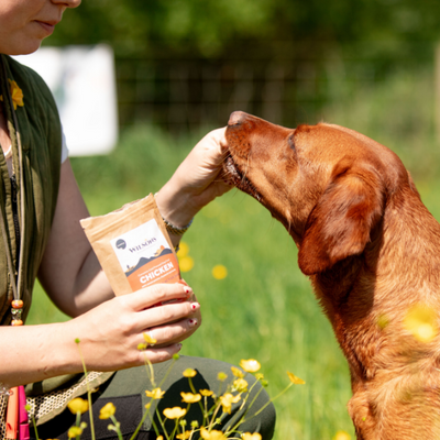 Premium Dog Food vs Working Dog Food: What’s the difference?