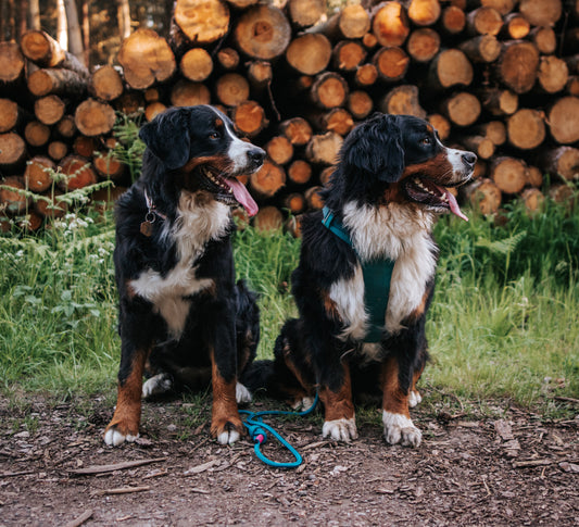 Dog-friendly walks to enjoy: Penny & Freyja at Haw Park Wood, Wakefield