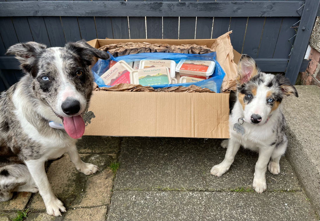 Kaiya and Rayna love their Wilsons raw frozen diet