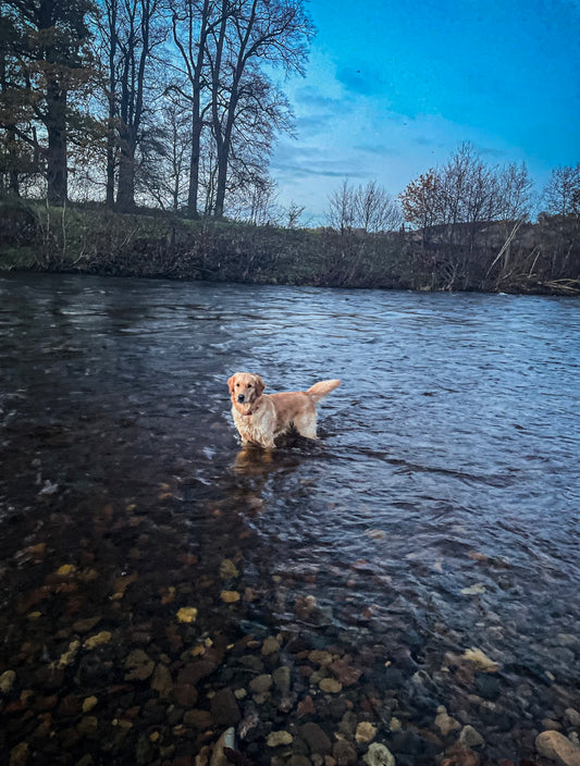 Dog-friendly walks to enjoy: Bailey tells us about her local route at the Clydebank Walk Way