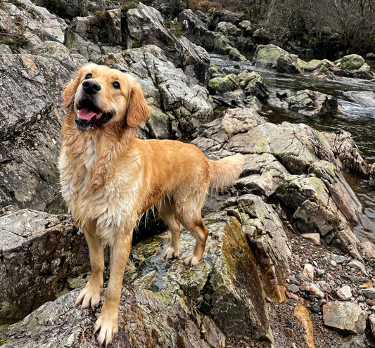 Dog-friendly walks to enjoy: Bailey visits Glencoe Lochan Walk