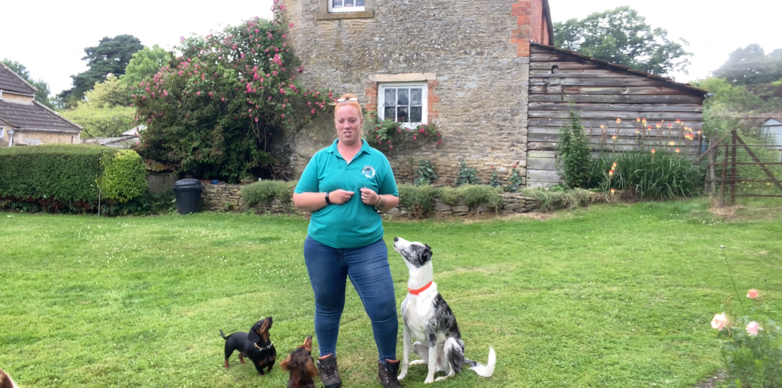 Training Tips Week 1: Introduction to the trick 'pray' & how to teach 'sit' with Paw Skills Dog Training