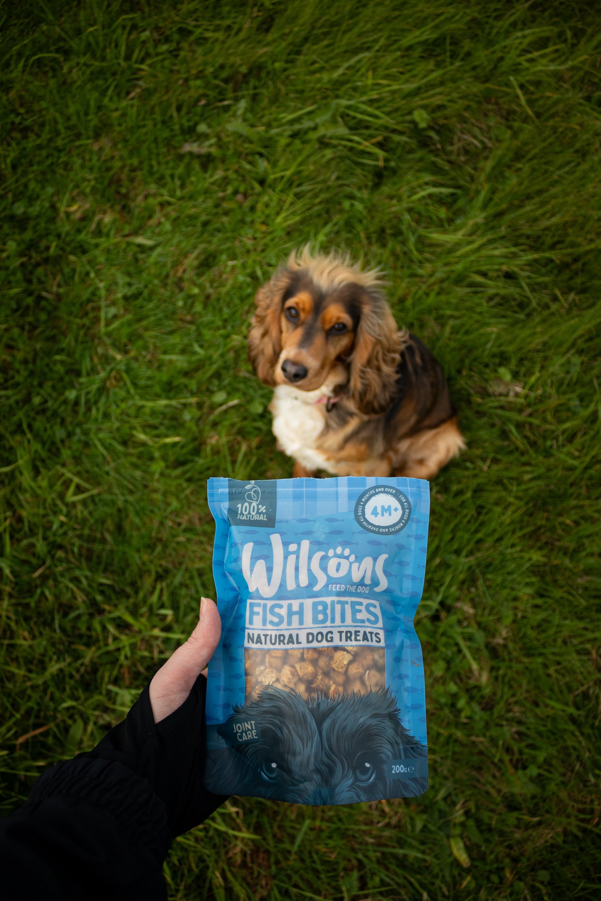 Fish Bites Dog Treats