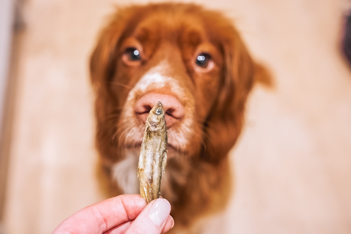 Wee Salmon Crunchies Natural Freeze Dried Dog Treats